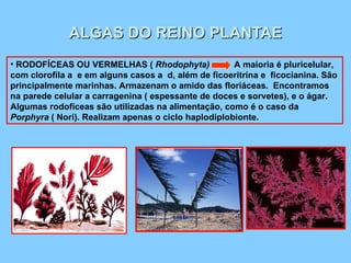 ALGAS DO REINO PLANTAE RODOFÍCEAS OU VERMELHAS (  Rhodophyta)  A maioria é pluricelular, com clorofila a  e em alguns casos a  d, além de ficoeritrina e  ficocianina. São principalmente marinhas. Armazenam o amido das floriáceas.  Encontramos na parede celular a carragenina ( espessante de doces e sorvetes), e o ágar.  Algumas rodofíceas são utilizadas na alimentação, como é o caso da  Porphyra  ( Nori). Realizam apenas o ciclo haplodiplobionte. 