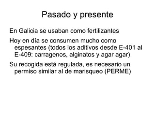 Pasado y presente En Galicia se usaban como fertilizantes Hoy en día se consumen mucho como espesantes (todos los aditivos desde E-401 al E-409: carragenos, alginatos y agar agar) Su recogida está regulada, es necesario un permiso similar al de marisqueo (PERME) 
