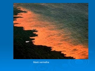 Maré vermelha
 