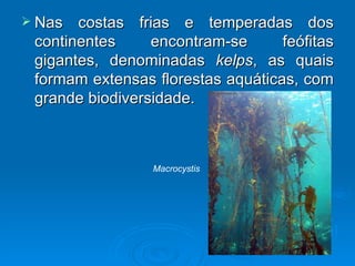  Nas  costas frias e temperadas dos
 continentes     encontram-se      feófitas
 gigantes, denominadas kelps, as quais
 formam extensas florestas aquáticas, com
 grande biodiversidade.



                 Macrocystis
 