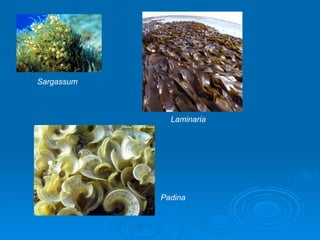 Sargassum



              Laminaria




            Padina
 