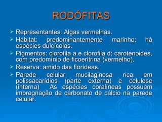 RODÓFITAS
   Representantes: Algas vermelhas.
   Habitat: predominantemente marinho; há
    espécies dulcícolas.
   Pigmentos: clorofila a e clorofila d; carotenoides,
    com predomínio de ficoeritrina (vermelho).
   Reserva: amido das florídeas.
   Parede     celular    mucilaginosa       rica   em
    polissacarídios (parte externa) e celulose
    (interna)   As espécies coralíneas possuem
    impregnação de carbonato de cálcio na parede
    celular.
 