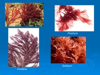 Porphyra




            Gelidium
Corallina
 