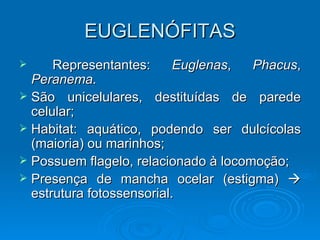 EUGLENÓFITAS
     Representantes:      Euglenas,  Phacus,
  Peranema.
 São unicelulares, destituídas de parede
  celular;
 Habitat: aquático, podendo ser dulcícolas
  (maioria) ou marinhos;
 Possuem flagelo, relacionado à locomoção;
 Presença de mancha ocelar (estigma) 
  estrutura fotossensorial.
 