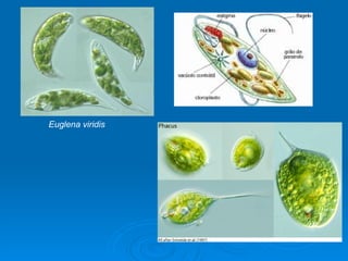 Euglena viridis
 
