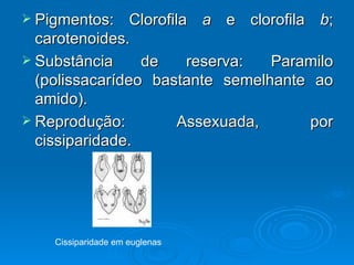  Pigmentos:    Clorofila a e clorofila b;
  carotenoides.
 Substância     de      reserva:  Paramilo
  (polissacarídeo bastante semelhante ao
  amido).
 Reprodução:           Assexuada,     por
  cissiparidade.




    Cissiparidade em euglenas
 