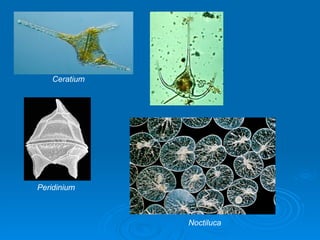 Ceratium




Peridinium



               Noctiluca
 