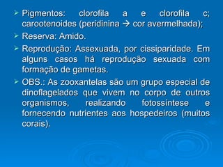    Pigmentos:    clorofila   a   e    clorofila  c;
    carootenoides (peridinina  cor avermelhada);
   Reserva: Amido.
   Reprodução: Assexuada, por cissiparidade. Em
    alguns casos há reprodução sexuada com
    formação de gametas.
   OBS.: As zooxantelas são um grupo especial de
    dinoflagelados que vivem no corpo de outros
    organismos,     realizando    fotossíntese    e
    fornecendo nutrientes aos hospedeiros (muitos
    corais).
 