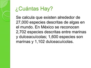 ¿Cuántas Hay?
Se calcula que existen alrededor de
27,000 especies descritas de algas en
el mundo. En México se reconocen
2,702 especies descritas entre marinas
y dulceacuícolas; 1,600 especies son
marinas y 1,102 dulceacuícolas.
 