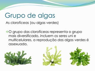 Grupo de algas
As clorofíceas (ou algas verdes)
O grupo das clorofíceas representa o grupo
mais diversificado, incluem os seres uni e
multicelulares, a reprodução das algas verdes é
assexuada.
 