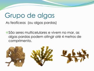 Grupo de algas
As feofíceas (ou algas pardas)
São seres multicelulares e vivem no mar, as
algas pardas podem atingir até 4 metros de
comprimento.
 