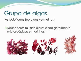 Grupo de algas
As rodofíceas (ou algas vermelhas)
Reúne seres multicelulares e são geralmente
microscópicas e marinhas.
 