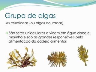 Grupo de algas
As crisofíceas (ou algas douradas)
São seres unicelulares e vicem em água doce e
marinha e são as grandes responsáveis pela
alimentação da cadeia alimentar.
 