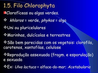 1.5. Filo Chlorophyta
Clorofíceas ou algas verdes.
 khloros = verde, phykos = alga
Uni ou pluricelulares
Marinhas, dulcícolas e terrestres
São bem parecidas com os vegetais: clorofila,
carotenos, xantofilas, celulose
Reprodução assexuada (fragm. e esporulação)
e sexuada
Ex: Ulva lactuca = alface-do-mar; Acetabularia
 