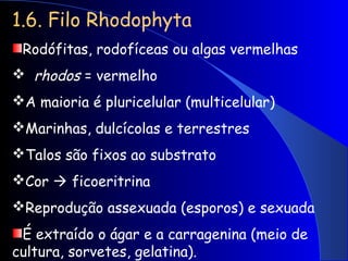 1.6. Filo Rhodophyta
Rodófitas, rodofíceas ou algas vermelhas
 rhodos = vermelho
A maioria é pluricelular (multicelular)
Marinhas, dulcícolas e terrestres
Talos são fixos ao substrato
Cor  ficoeritrina
Reprodução assexuada (esporos) e sexuada
É extraído o ágar e a carragenina (meio de
cultura, sorvetes, gelatina).
 