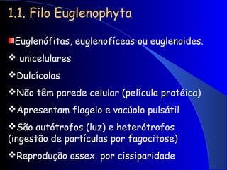 1.1. Filo Euglenophyta
Euglenófitas, euglenofíceas ou euglenoides.
 unicelulares
Dulcícolas
Não têm parede celular (película protéica)
Apresentam flagelo e vacúolo pulsátil
São autótrofos (luz) e heterótrofos
(ingestão de partículas por fagocitose)
Reprodução assex. por cissiparidade
 