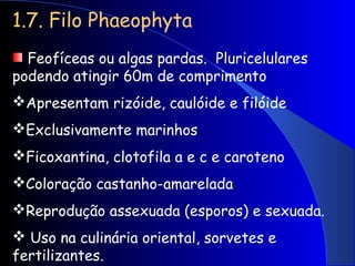 1.7. Filo Phaeophyta
Feofíceas ou algas pardas. Pluricelulares
podendo atingir 60m de comprimento
Apresentam rizóide, caulóide e filóide
Exclusivamente marinhos
Ficoxantina, clotofila a e c e caroteno
Coloração castanho-amarelada
Reprodução assexuada (esporos) e sexuada.
 Uso na culinária oriental, sorvetes e
fertilizantes.
 