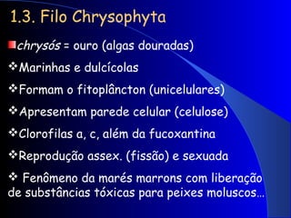 1.3. Filo Chrysophyta
chrysós = ouro (algas douradas)
Marinhas e dulcícolas
Formam o fitoplâncton (unicelulares)
Apresentam parede celular (celulose)
Clorofilas a, c, além da fucoxantina
Reprodução assex. (fissão) e sexuada
 Fenômeno da marés marrons com liberação
de substâncias tóxicas para peixes moluscos…
 