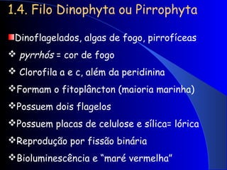 1.4. Filo Dinophyta ou Pirrophyta
Dinoflagelados, algas de fogo, pirrofíceas
 pyrrhós = cor de fogo
 Clorofila a e c, além da peridinina
Formam o fitoplâncton (maioria marinha)
Possuem dois flagelos
Possuem placas de celulose e sílica= lórica
Reprodução por fissão binária
Bioluminescência e “maré vermelha”
 