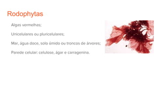 Rodophytas
Algas vermelhas;
Unicelulares ou pluricelulares;
Mar, água doce, solo úmido ou troncos de árvores;
Parede celular: celulose, ágar e carragenina.
 