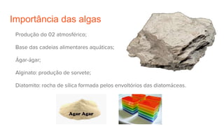 Importância das algas
Produção do 02 atmosférico;
Base das cadeias alimentares aquáticas;
Ágar-ágar;
Alginato: produção de sorvete;
Diatomito: rocha de sílica formada pelos envoltórios das diatomáceas.
 