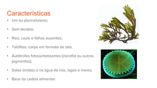 Características
• Uni ou pluricelulares;
• Sem tecidos;
• Raiz, caule e folhas ausentes;
• Talófitas: corpo em formato de talo.
• Autótrofas fotossintetizantes (clorofila ou outros
pigmentos);
• Solos úmidos e na água de rios, lagos e mares;
• Base da cadeia alimentar.
 