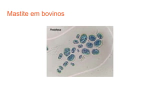 Mastite em bovinos
 