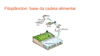 Fitoplâncton: base da cadeia alimentar
 