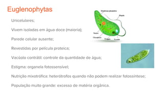 Euglenophytas
Unicelulares;
Vivem isoladas em água doce (maioria);
Parede celular ausente;
Revestidas por película proteica;
Vacúolo contrátil: controle da quantidade de água;
Estigma: organela fotossensível;
Nutrição mixotrófica: heterótrofos quando não podem realizar fotossíntese;
População muito grande: excesso de matéria orgânica.
 
