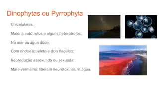 Dinophytas ou Pyrrophyta
Unicelulares;
Maioria autótrofos e alguns heterótrofos;
No mar ou água doce;
Com endoesqueleto e dois flagelos;
Reprodução assexuada ou sexuada;
Maré vermelha: liberam neurotoxinas na água.
 