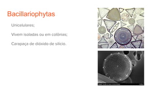 Bacillariophytas
Unicelulares;
Vivem isoladas ou em colônias;
Carapaça de dióxido de silício.
 