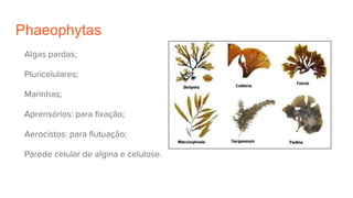 Phaeophytas
Algas pardas;
Pluricelulares;
Marinhas;
Aprensórios: para fixação;
Aerocistos: para flutuação;
Parede celular de algina e celulose.
 