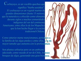 Cochayuyo, es un vocablo quechua que
                 significa “hierba acuática”.
     El cochayuyo es un vegetal marino de
   grandes dimensiones (hasta 15 metros),
que la naturaleza a ofrecido como alimento
     durante siglos a muchas comunidades
            indígenas del sur del continente
 Americano, entre ellas la de los Mapuches
         que la han hecho llegar a la cocina
                         tradicional Chilena.

Como anterior mente mencionamos, pertenece a
la familia de las algas pardas y entre ellas, a la de
mayor tamaño que aumenta con la profundidad.

Son plantas solitarias pero en un ambiente
adecuado, como sucede al sur de Chile, forman
bosques de algas, generando una gran biomasa.
 