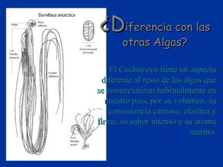 ¿Diferencia con las
       otras Algas?

    El Cochayuyo tiene un aspecto
  diferente al resto de las algas que
se comercializan habitualmente en
   nuestro país, por su volumen, su
    consistencia carnosa, elástica y
firme, su sabor intenso y su aroma
                              marino.
 