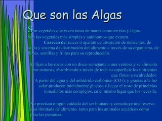 Que son las Algas
Son vegetales que viven tanto en mares como en ríos y lagos.
Son los vegetales más simples y autónomos que existen.
          Carecen de: raíces o aparato de absorción de nutrientes, de
savia y sistema de distribución del alimento a través de su organismo, de
flores, semillas y frutos para su reproducción.

 Se fijan a las rocas con un disco semejante a una ventosa y se alimenta
  por osmosis, absorbiendo a través de toda su superficie los nutrientes
                                               que flotan a su alrededor.
   A partir del agua y del anhídrido carbónico (CO 2), y gracias a la luz
       solar producen inicialmente glucosa y luego el resto de principios
          inmediatos más complejos, en el mismo lugar que los necesita.

 No precisan ningún cuidado del ser humano y constituye una reserva
 casi ilimitada de alimento, tanto para los animales acuáticos como
 para las personas.
 