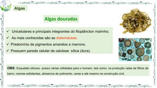 Algas douradas
 Unicelulares e principais integrantes do fitoplâncton marinho;
 As mais conhecidas são as diatomáceas.
 Predomínio de pigmentos amarelos e marrons.
 Possuem parede celular de celulose sílica (dura).
Algas
OBS: Esqueleto silicoso possui várias utilidades para o homem, tais como, na produção velas de filtros de
barro, cremes esfoliantes, abrasivos de polimento, ceras e até mesmo na construção civil.
 