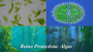 Reino Protoctista: Algas
 