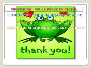 Algas verdes - Divisió Chlorophytas