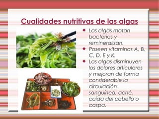 Cualidades nutritivas de las algas
 Las algas matan
bacterias y
remineralizan.
 Poseen vitaminas A, B,
C, D, E y K.
 Las algas disminuyen
los dolores articulares
y mejoran de forma
considerable la
circulación
sanguínea, acné,
caída del cabello o
caspa.
 