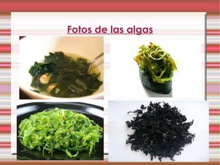 Fotos de las algas
 