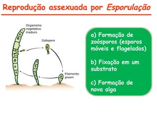 Reprodução assexuada por Esporulação
a) Formação de
zoósporos (esporos
móveis e flagelados)
b) Fixação em um
substrato
c) Formação de
nova alga
 