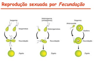 Reprodução sexuada por Fecundação
 