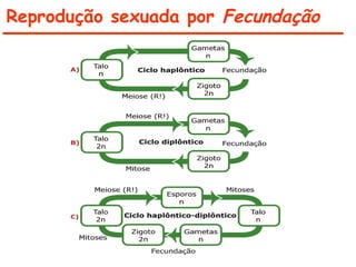 Reprodução sexuada por Fecundação
 