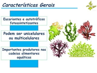 Características Gerais
Eucariontes e autotróficos
fotossintetizantes
Podem ser unicelulares
ou multicelulares
Importantes produtores nas
cadeias alimentares
aquáticas
 