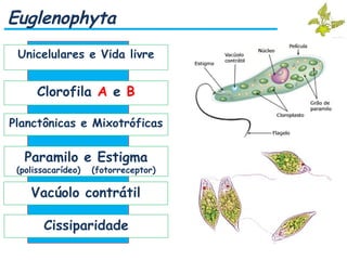 Euglenophyta
Unicelulares e Vida livre
Clorofila A e B
Planctônicas e Mixotróficas
Cissiparidade
Paramilo e Estigma
(polissacarídeo) (fotorreceptor)
Vacúolo contrátil
 