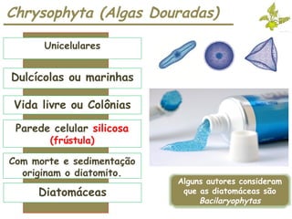 Chrysophyta (Algas Douradas)
Unicelulares
Dulcícolas ou marinhas
Vida livre ou Colônias
Diatomáceas
Parede celular silicosa
(frústula)
Com morte e sedimentação
originam o diatomito.
Alguns autores consideram
que as diatomáceas são
Bacilaryophytas
 
