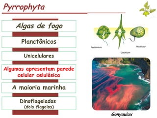 Pyrrophyta
Algas de fogo
Planctônicos
Unicelulares
Dinoflagelados
(dois flagelos)
Algumas apresentam parede
celular celulósica
A maioria marinha
Pfiesteria piscicida
Gonyaulax
 