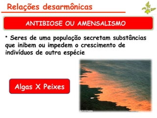 • Seres de uma população secretam substâncias
que inibem ou impedem o crescimento de
indivíduos de outra espécie
Relações desarmônicas
ANTIBIOSE OU AMENSALISMO
Algas X Peixes
 