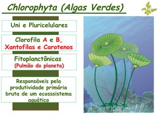 Chlorophyta (Algas Verdes)
Uni e Pluricelulares
Clorofila A e B,
Xantofilas e Carotenos
Fitoplanctônicas
(Pulmão do planeta)
Responsáveis pela
produtividade primária
bruta de um ecosssistema
aquático
 