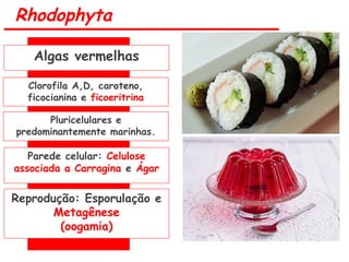 Rhodophyta
Algas vermelhas
Clorofila A,D, caroteno,
ficocianina e ficoeritrina
Pluricelulares e
predominantemente marinhas.
Reprodução: Esporulação e
Metagênese
(oogamia)
Parede celular: Celulose
associada a Carragina e Ágar
 
